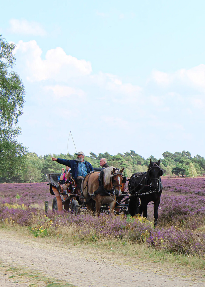 Kutschfahrt local guide schneverdingen lüneburger Heide