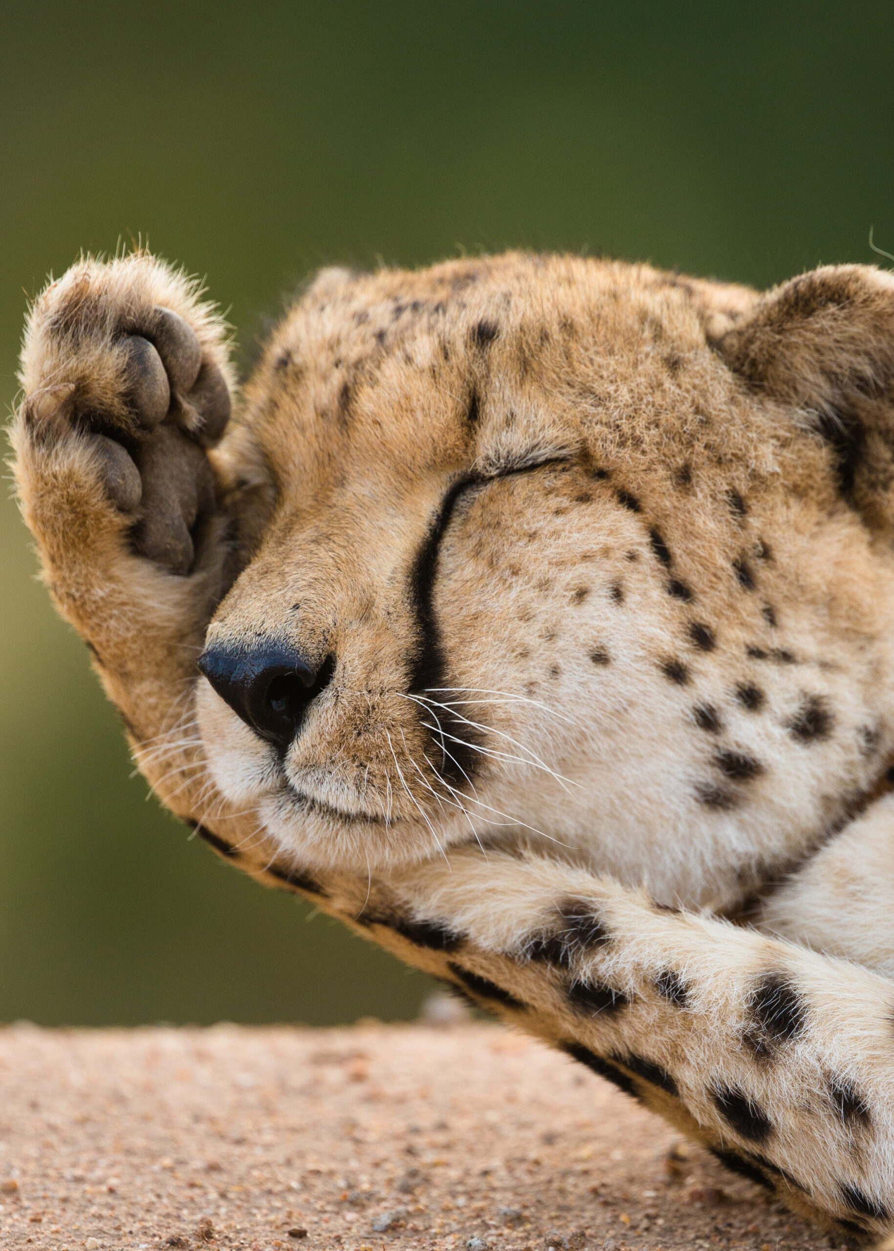 Safari at Serengeti park