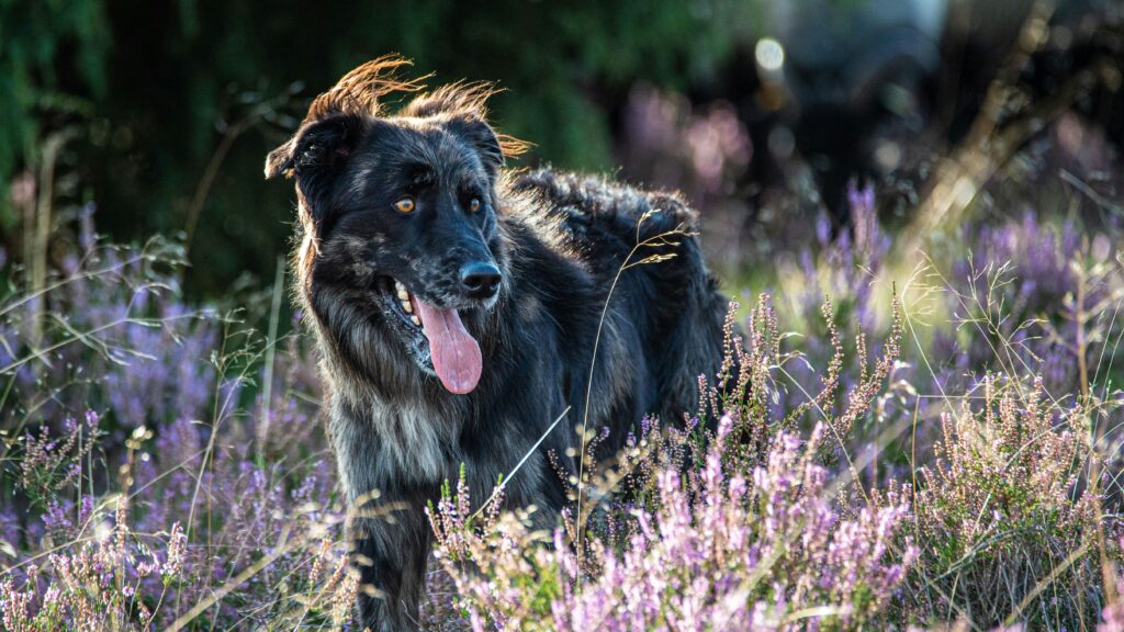 Sheppard Dog in Lüneburger Heide