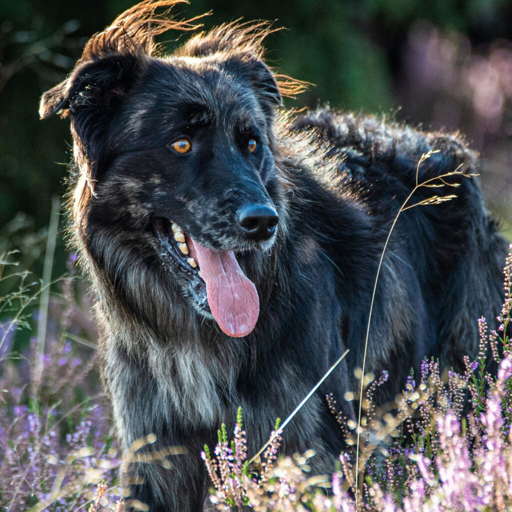 A dog in heather field